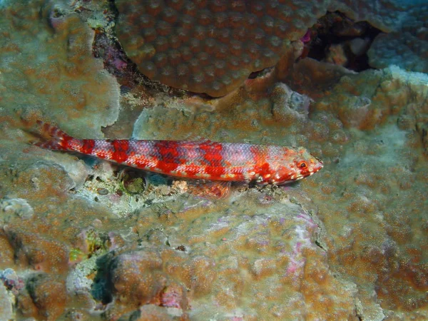 Verbazingwekkende Mysterieuze Onderwaterwereld Van Noord Celebes Indonesië Bunaken Eiland Koraal — Stockfoto