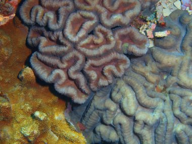 Endonezya, Kuzey Sulawesi, Bunaken Adası, taş mercan muhteşem ve gizemli sualtı dünyası