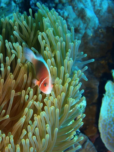 Fantastiska Och Mystiska Undervattensvärlden Indonesien Norra Sulawesi Bunaken Island Clownfisk — Stockfoto