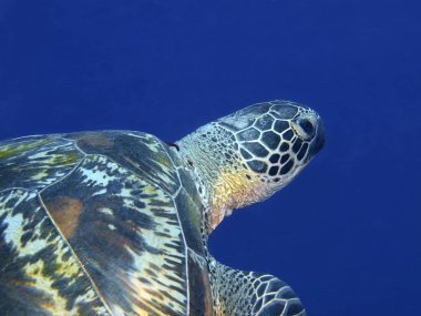 Endonezya, Kuzey Sulawesi, Bunaken ada, deniz kaplumbağası muhteşem ve gizemli sualtı dünyası