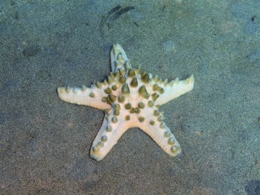 Endonezya, Kuzey Sulawesi, Bunaken ada, deniz yıldızı muhteşem ve gizemli sualtı dünyası