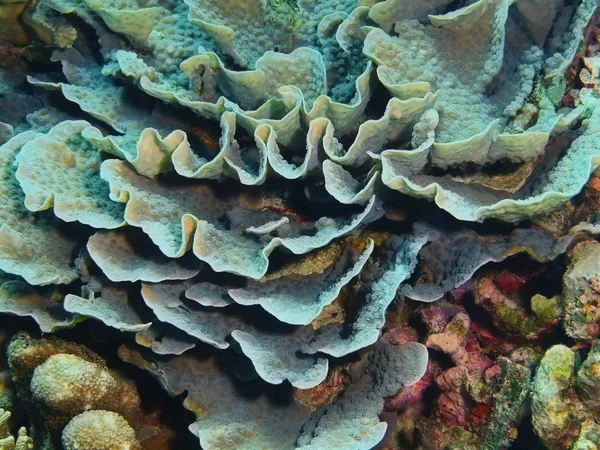 Verbazingwekkende Mysterieuze Onderwaterwereld Van Indonesië Noord Celebes Bunaken Eiland Stenen — Stockfoto