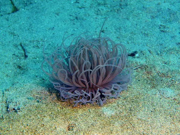 Die Erstaunliche Und Geheimnisvolle Unterwasserwelt Indonesiens Nordsulawesi Bunaken Island Seeanemone — Stockfoto