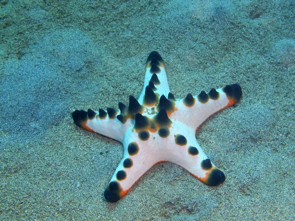 Die Erstaunliche Und Geheimnisvolle Unterwasserwelt Indonesiens Nordsulawesi Bunaken Island Sea — Stockfoto