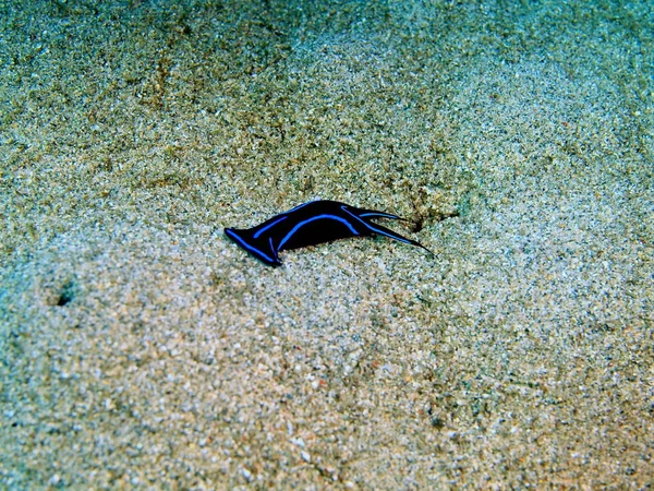 Amazing Mysterious Underwater World Indonesia North Sulawesi Bunaken Island Sea — Stock Photo, Image