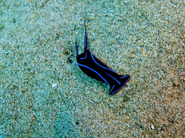 Verbazingwekkende Mysterieuze Onderwaterwereld Van Indonesië Noord Celebes Bunaken Eiland Zee — Stockfoto