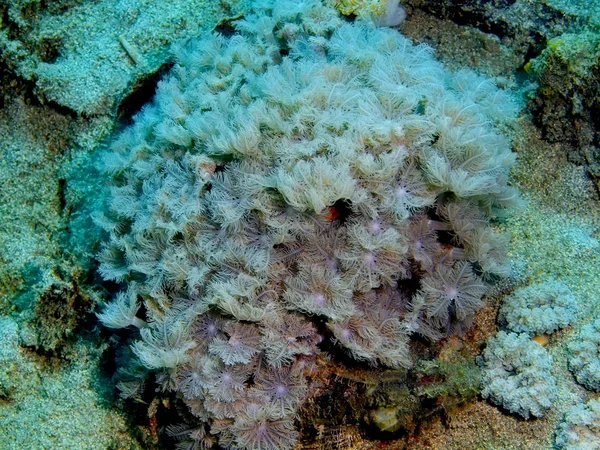 Incrível Misterioso Mundo Subaquático Indonésia North Sulawesi Bunaken Island Coral — Fotografia de Stock