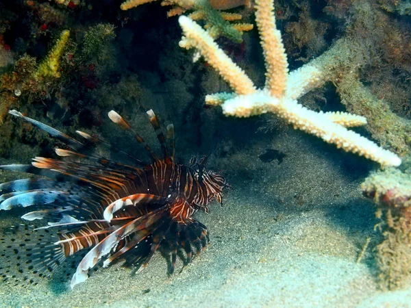 Verbazingwekkende Mysterieuze Onderwaterwereld Van Scorpionfish Indonesië Noord Celebes Eiland Bunaken — Stockfoto