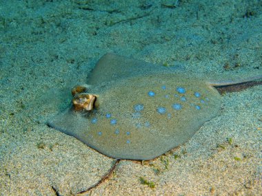 Endonezya, Kuzey Sulawesi, Bunaken Adası, stingray muhteşem ve gizemli sualtı dünyası