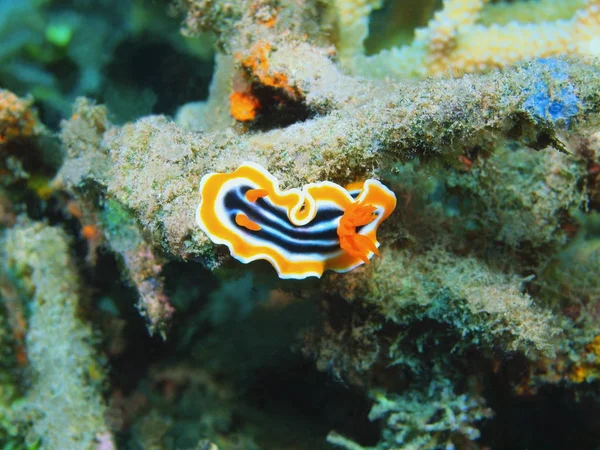 Verbazingwekkende Mysterieuze Onderwaterwereld Van Indonesië Noord Celebes Bunaken Eiland Zee — Stockfoto