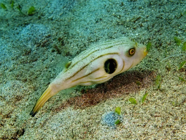 Verbazingwekkende Mysterieuze Onderwaterwereld Van Indonesië Noord Celebes Bunaken Eiland Koffervis — Stockfoto