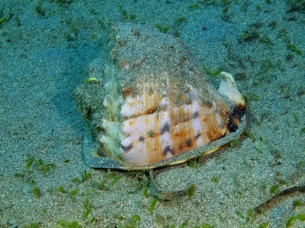 印度尼西亚 北苏拉威西 布纳肯岛 海壳的惊人和神秘的水下世界 — 图库照片