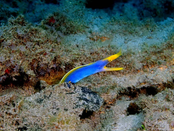 Verbazingwekkende Mysterieuze Onderwaterwereld Van Indonesië Noord Celebes Bunaken Eiland Murene — Stockfoto