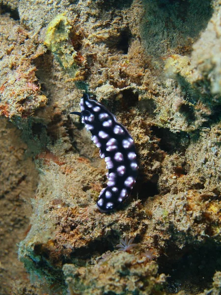 Amazing Mysterious Underwater World Indonesia North Sulawesi Bunaken Island Sea — Stock Photo, Image