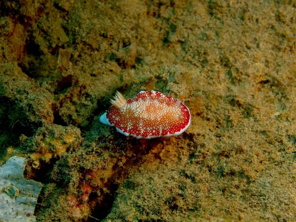 Verbazingwekkende Mysterieuze Onderwaterwereld Van Indonesië Noord Celebes Bunaken Eiland Zee — Stockfoto