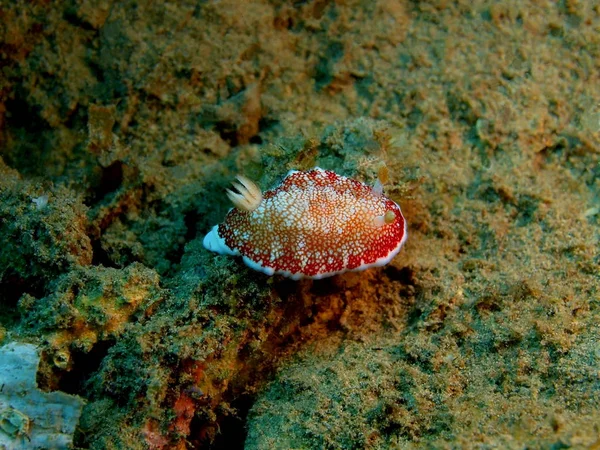 Increíble Misterioso Mundo Submarino Indonesia Sulawesi Del Norte Isla Bunaken — Foto de Stock