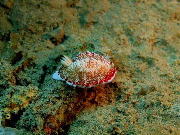 Verbazingwekkende Mysterieuze Onderwaterwereld Van Indonesië Noord Celebes Bunaken Eiland Zee — Stockfoto