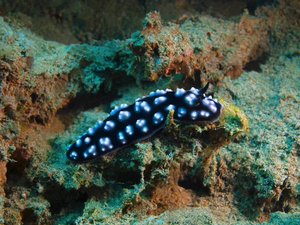 Die Erstaunliche Und Geheimnisvolle Unterwasserwelt Indonesiens Nordsulawesi Bunaken Island Meerschnecke — Stockfoto