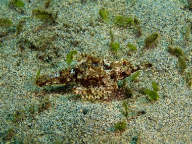 Endonezya, Kuzey Sulawesi, Bunaken Adası, Scorpionfish muhteşem ve gizemli sualtı dünyasını