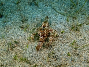 Endonezya, Kuzey Sulawesi, Bunaken Adası, Scorpionfish muhteşem ve gizemli sualtı dünyasını
