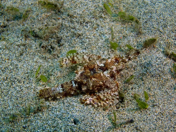 Endonezya, Kuzey Sulawesi, Bunaken Adası, Scorpionfish muhteşem ve gizemli sualtı dünyasını
