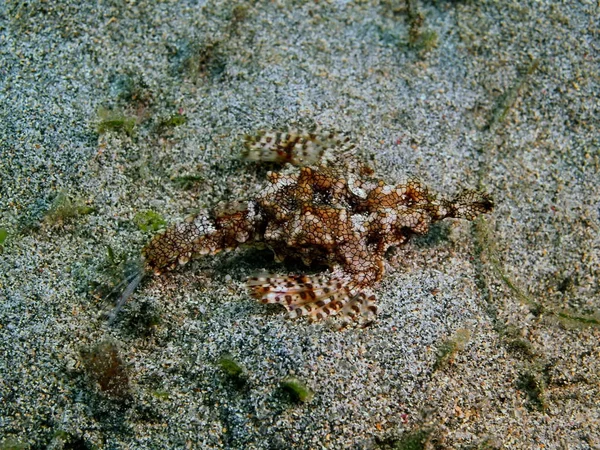 Incrível Misterioso Mundo Subaquático Indonésia North Sulawesi Bunaken Island Scorpionfish — Fotografia de Stock