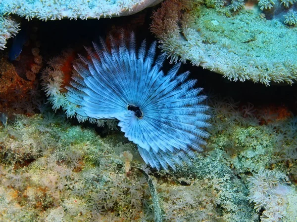 Amazing Mysterious Underwater World Indonesia North Sulawesi Bunaken Island Tube — Stock Photo, Image