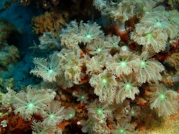 Incredibile Misterioso Mondo Sottomarino Dell Indonesia Nord Sulawesi Isola Bunaken — Foto Stock