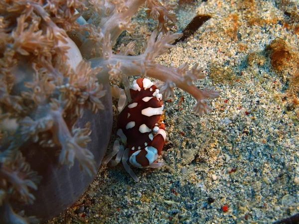 The amazing and mysterious underwater world of Indonesia, North Sulawesi, Bunaken Island, crab