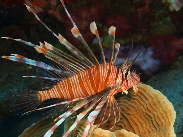 Amazing Mysterious Underwater World Indonesia North Sulawesi Bunaken Island Scorpionfish — Stock Photo, Image