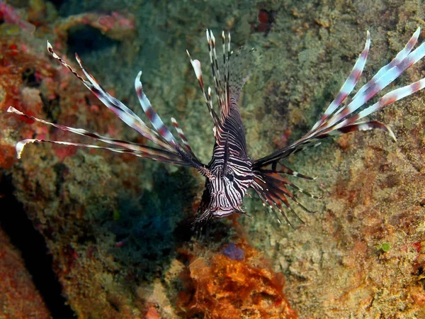 Amazing Mysterious Underwater World Indonesia North Sulawesi Bunaken Island Scorpionfish — Stock Photo, Image