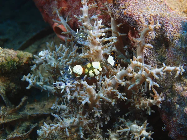 Endonezya Kuzey Sulawesi Bunaken Adası Mercan Karides Muhteşem Gizemli Sualtı — Stok fotoğraf