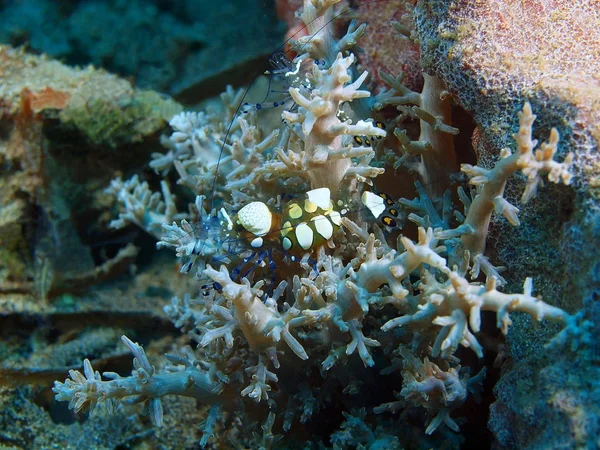 Fantastiska Och Mystiska Undervattensvärlden Indonesien Norra Sulawesi Bunaken Island Korall — Stockfoto