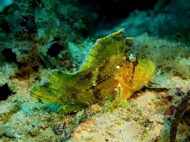 Endonezya, Kuzey Sulawesi, Bunaken Adası, fener balığı muhteşem ve gizemli sualtı dünyası