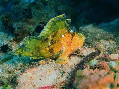 Endonezya, Kuzey Sulawesi, Bunaken Adası, fener balığı muhteşem ve gizemli sualtı dünyası