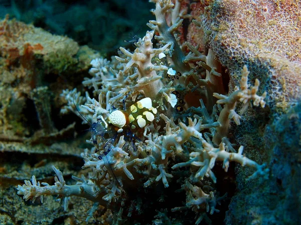 Tajemniczy Podwodny Świat Indonezji Koralowe Krewetki Północnej Sulawesi Wyspę Bunaken — Zdjęcie stockowe