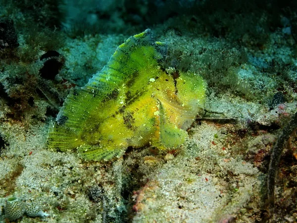 Amazing Mysterious Underwater World Indonesia North Sulawesi Bunaken Island Anglerfish — Stock Photo, Image