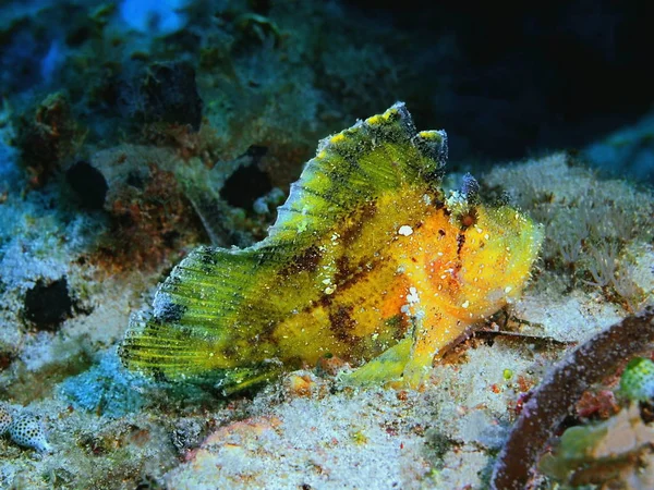 Amazing Mysterious Underwater World Indonesia North Sulawesi Bunaken Island Anglerfish — Stock Photo, Image