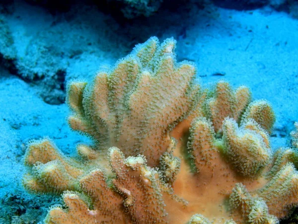 Tajemniczy Podwodny Świat Indonezji North Sulawesi Wyspę Bunaken Miękki Koral — Zdjęcie stockowe