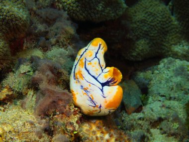 Endonezya, Kuzey Sulawesi, Bunaken ada, deniz su muhteşem ve gizemli sualtı dünyası