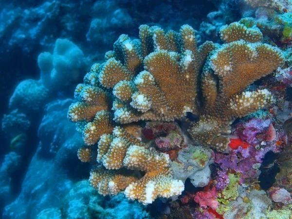 Amazing Mysterious Underwater World Indonesia North Sulawesi Bunaken Island Stone — Stock Photo, Image