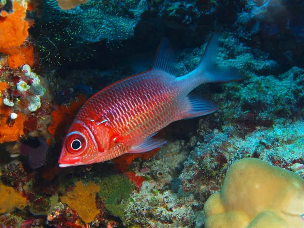 Amazing Mysterious Underwater World Indonesia North Sulawesi Bunaken Island Coral — Stock Photo, Image
