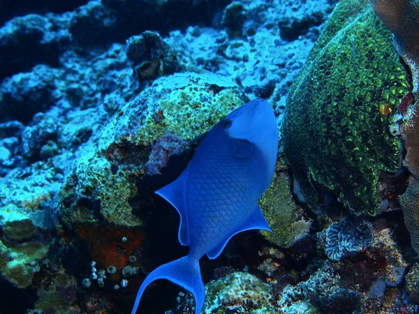 インドネシア 北スラウェシ島ブナケン島 素晴らしいと神秘的な水中の世界 サンゴ魚します — ストック写真