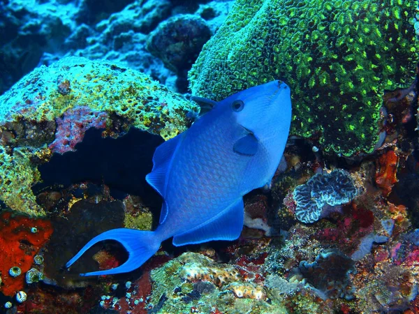 インドネシア 北スラウェシ島ブナケン島 素晴らしいと神秘的な水中の世界 サンゴ魚します — ストック写真