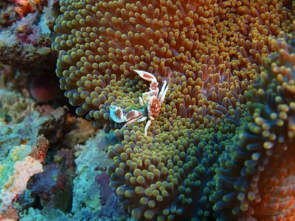 Verbazingwekkende Mysterieuze Onderwaterwereld Van Indonesië Noord Celebes Bunaken Eiland Schonere — Stockfoto