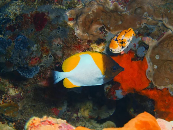 インドネシア 北スラウェシ島ブナケン島 素晴らしいと神秘的な水中の世界 サンゴ魚します — ストック写真