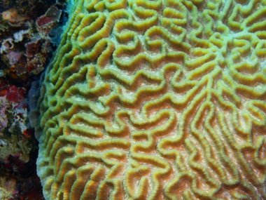 Endonezya, Kuzey Sulawesi, Bunaken Adası, taş mercan muhteşem ve gizemli sualtı dünyası