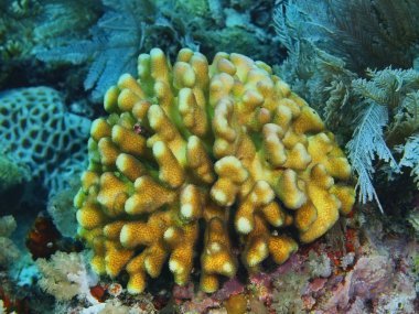 Endonezya, Kuzey Sulawesi, Bunaken Adası, taş mercan muhteşem ve gizemli sualtı dünyası