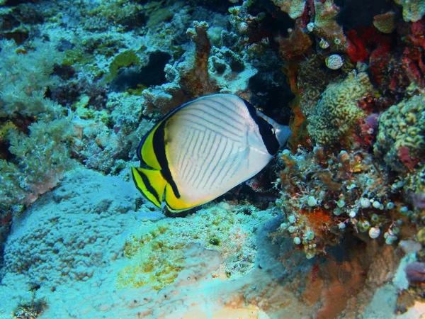 Lumea Subacvatică Uimitoare Misterioasă Indoneziei Sulawesi Nord Insula Bunaken Pești — Fotografie, imagine de stoc