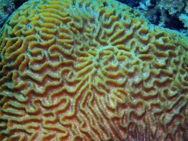 Endonezya Kuzey Sulawesi Bunaken Adası Taş Mercan Muhteşem Gizemli Sualtı — Stok fotoğraf